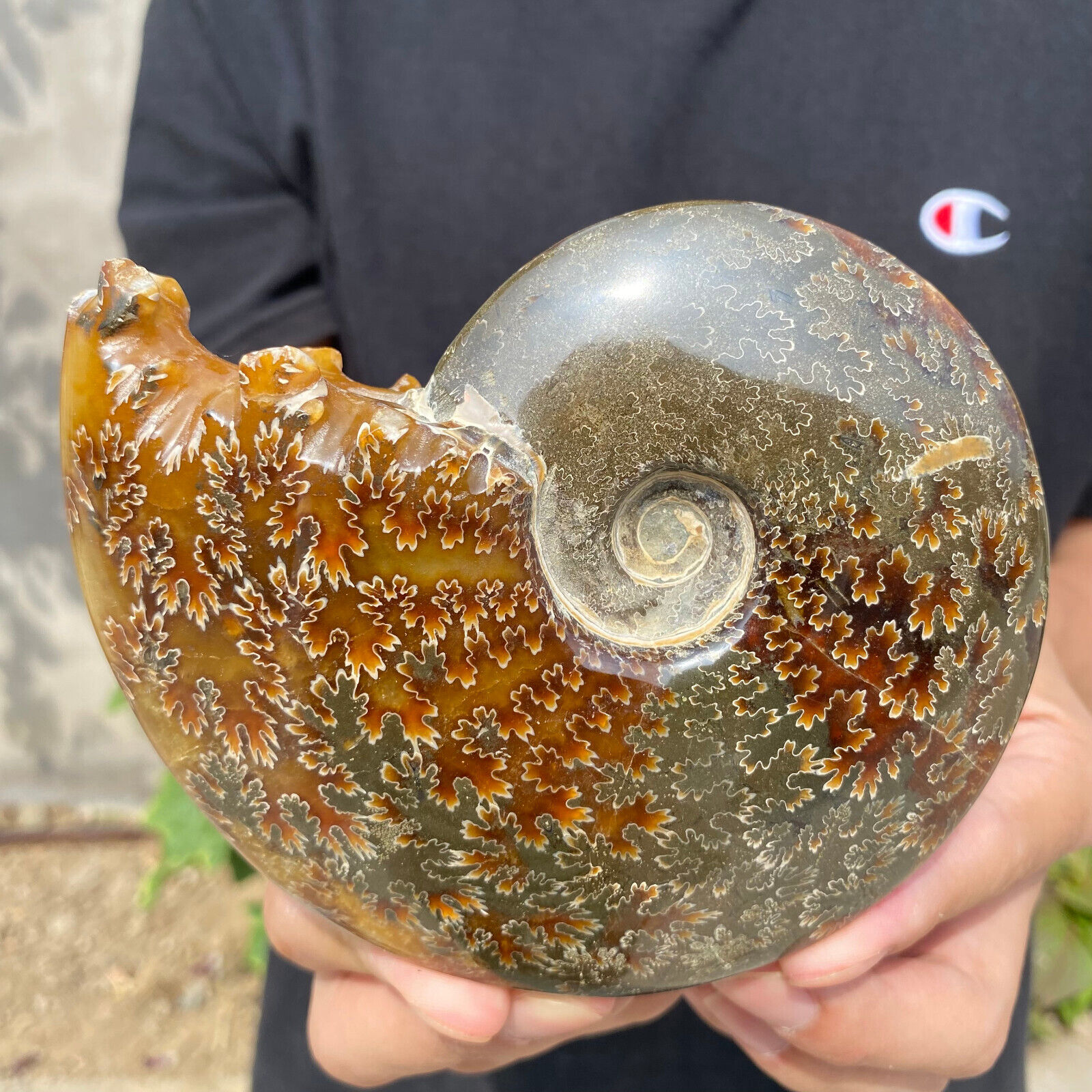1.2lb Large Natural Ammonite Fossil Conch Quartz Crystal Specimen Healing