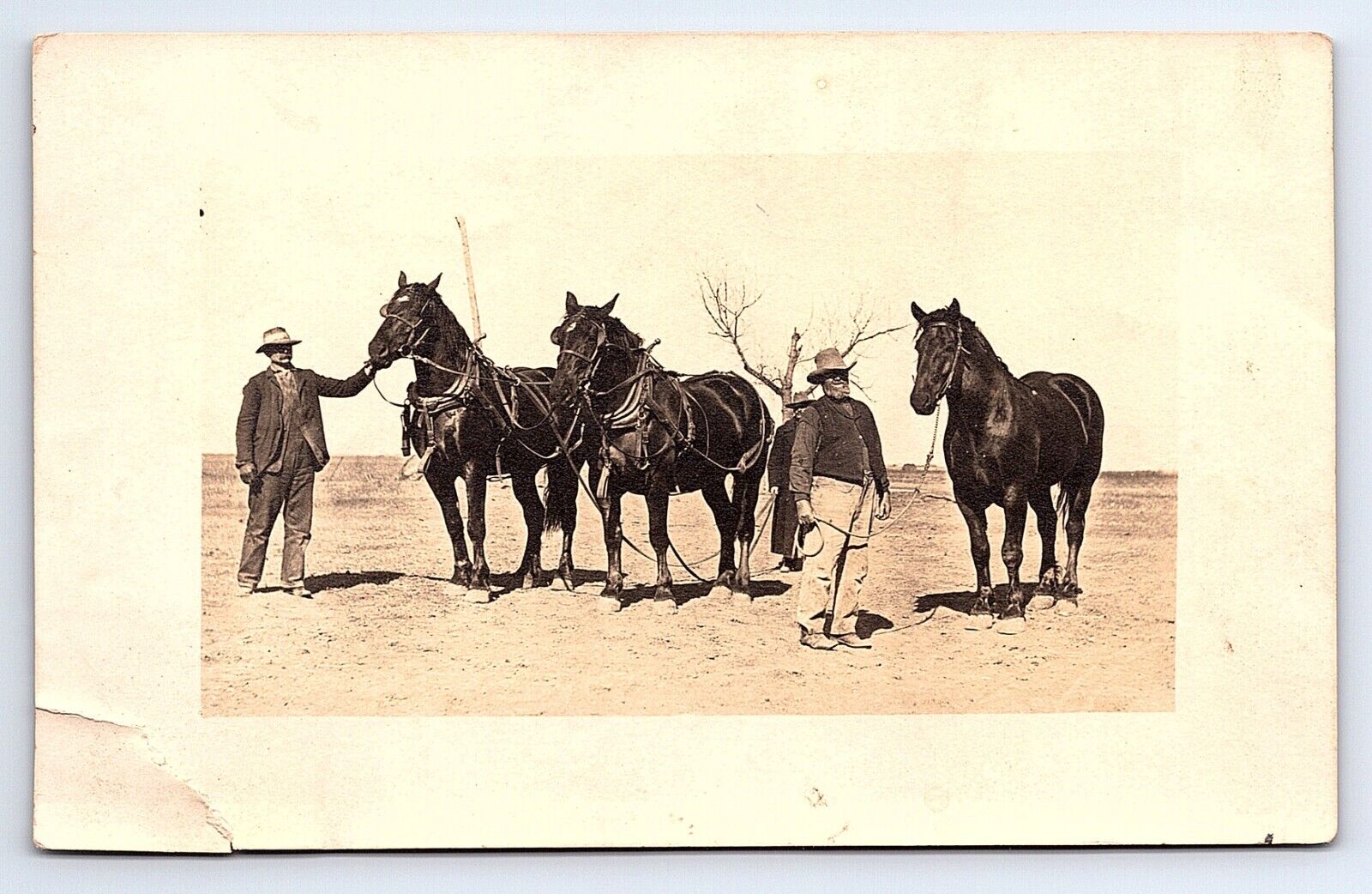 RPPC Three Men Tending to Three Horses Unknown Location Real Photo