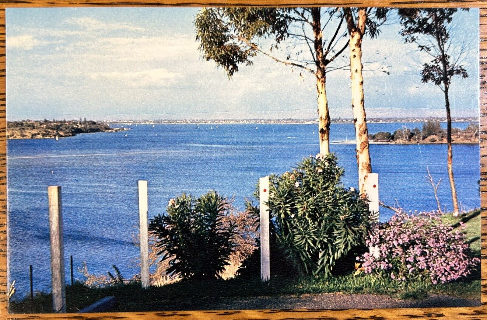 Swan River, Mosman Park, Perth, Australia Color Photo Postcard, Unposted Card
