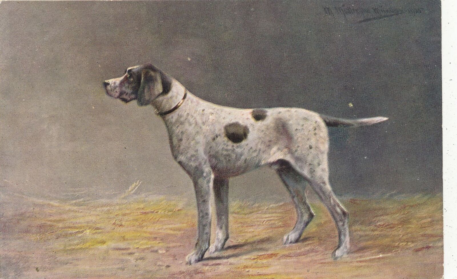 Attentive Dog With Spotted Coat Postcard