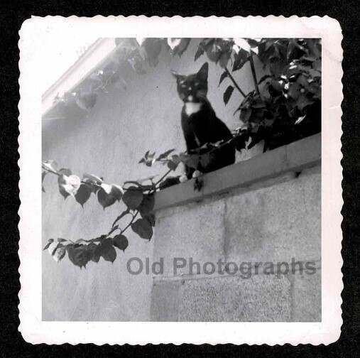 HANDSOME BLACK KITTY CAT ON GARDEN WALL OLD/VINTAGE PHOTO SNAPSHOT- H651