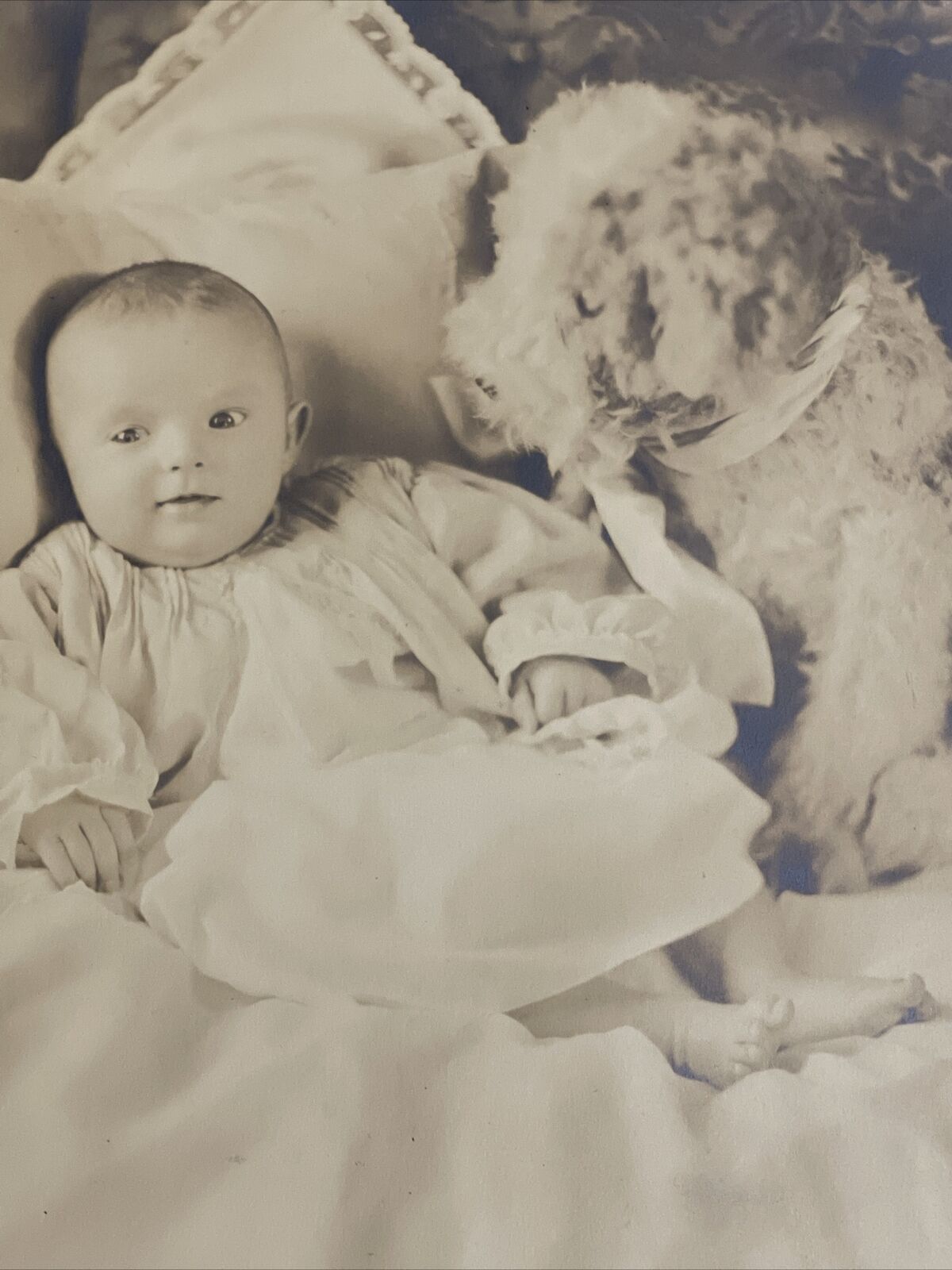 1929 Large Antique Studio Photo Baby Posed with Stuffed Animal Plush Dog Toy