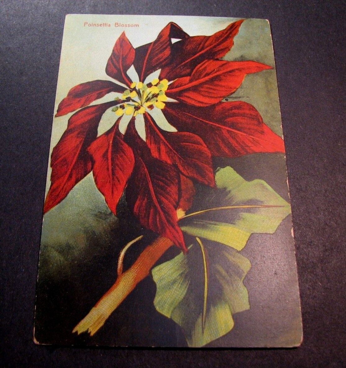 Old Postcards Flowers Poinsettia Blossom PA2