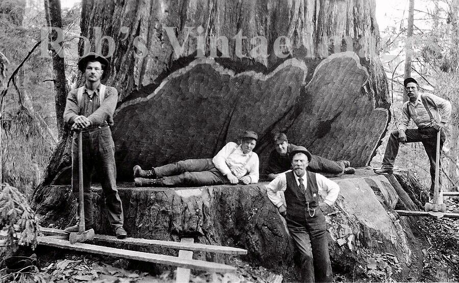 1900 Old Vintage Redwood Sequoia Logging Photo 5 California  Lumberjacks