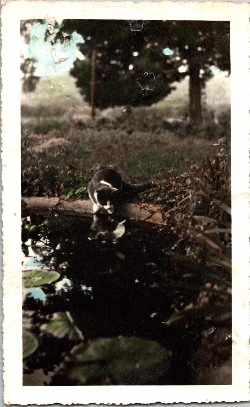 c1940 Hand Colored Cat Drinking Water From Pond Snapshot Photo