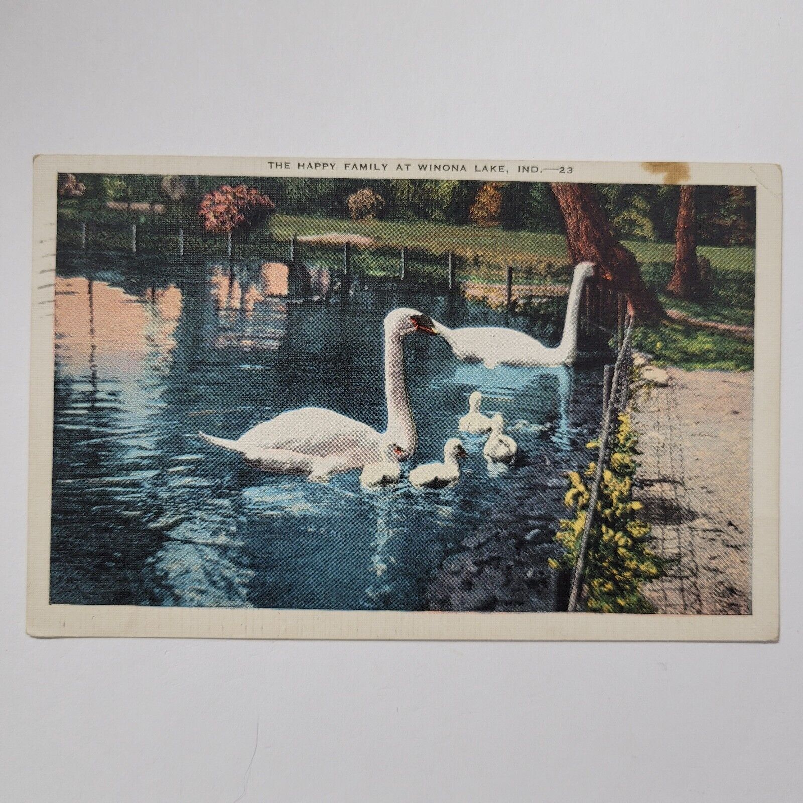 Scenic Winona Lake Swan Family Lily Pond Linen Indiana C1941 Vintage Postcard