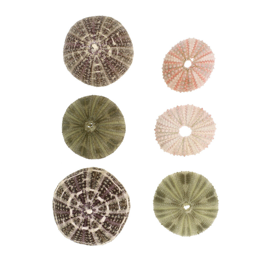 6PCS Creative Sea Urchin Decor Sea Urchin Shells for Air Plants Containers