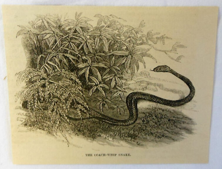small 1884 magazine engraving ~ COACH-WHIP SNAKE