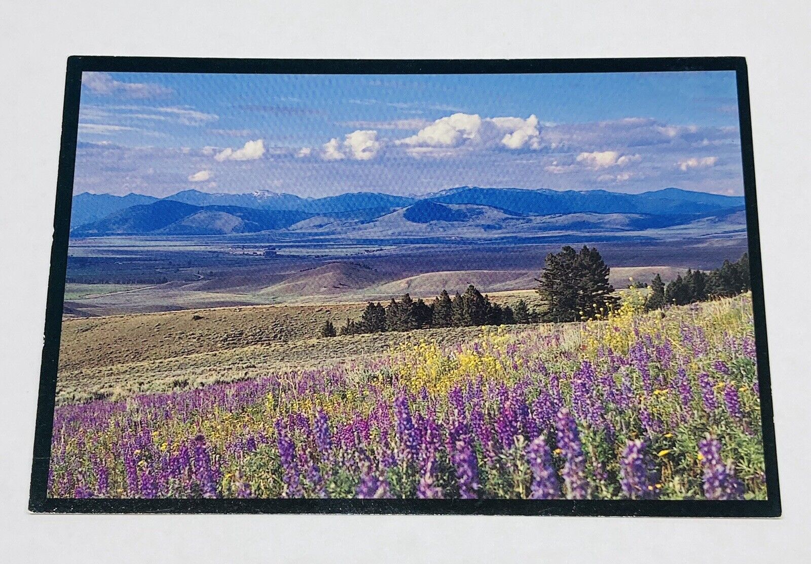 Vintage Postcard “Mountains And Wildflowers” Springtime Montana Rockies View P2