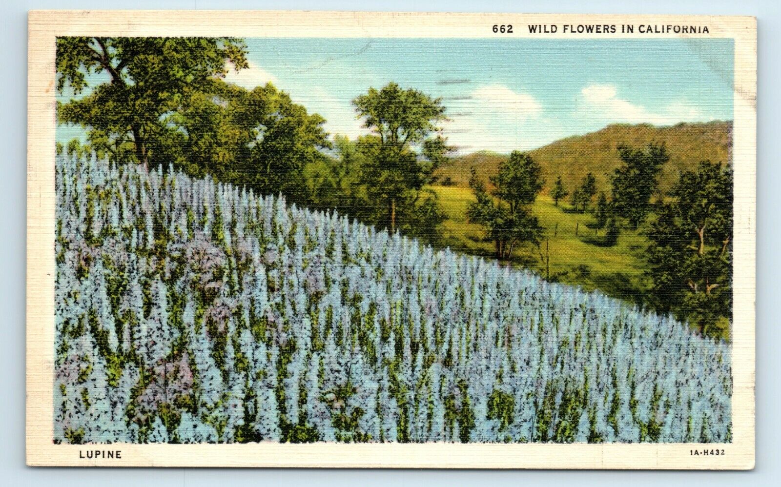Postcard Wild Flowers in California linen 1938 H93