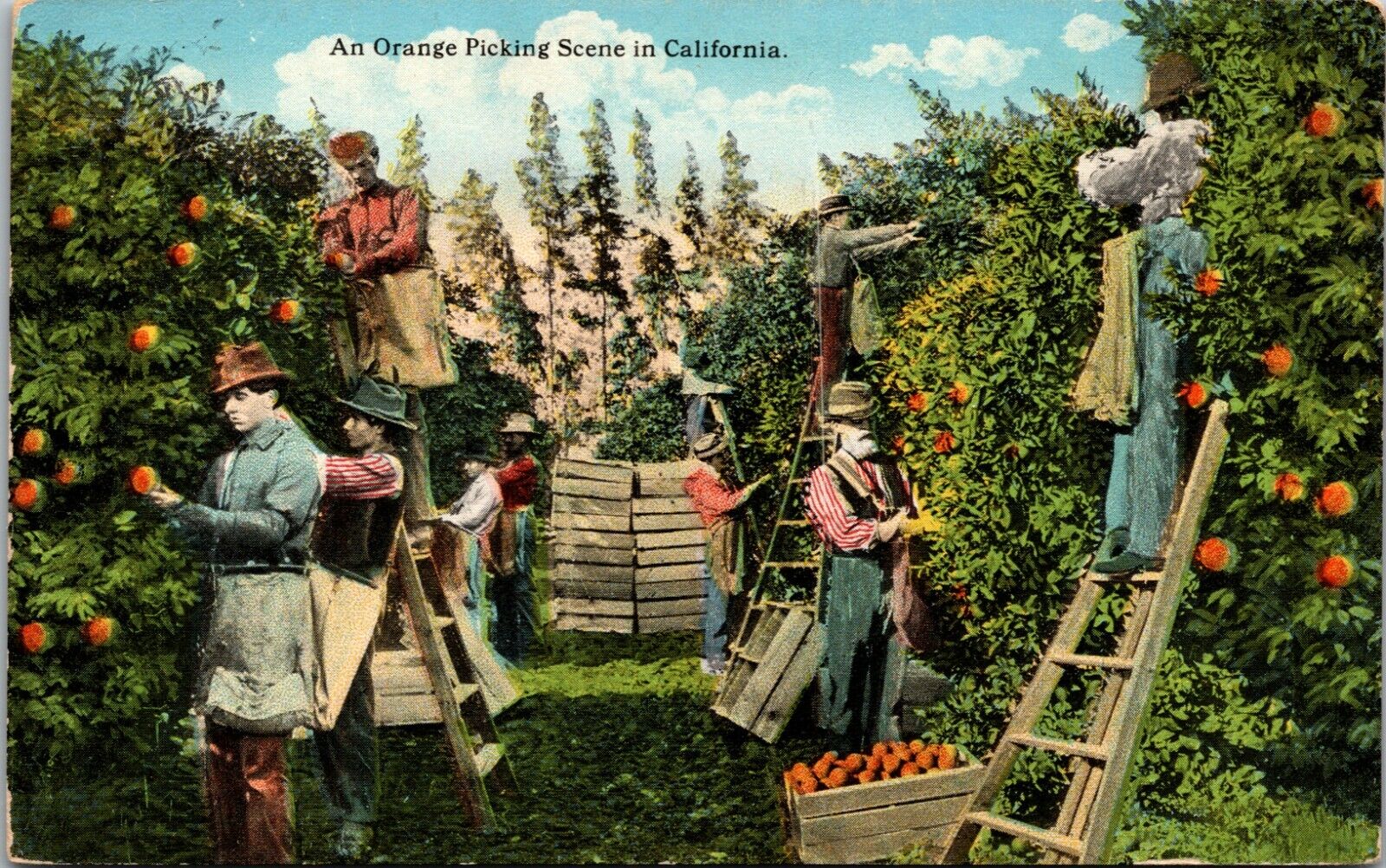 California CA Workers Picking Oranges Orchard Vintage Postcard
