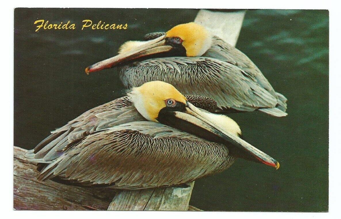 Florida Pelican Postcard FL Birds Vintage