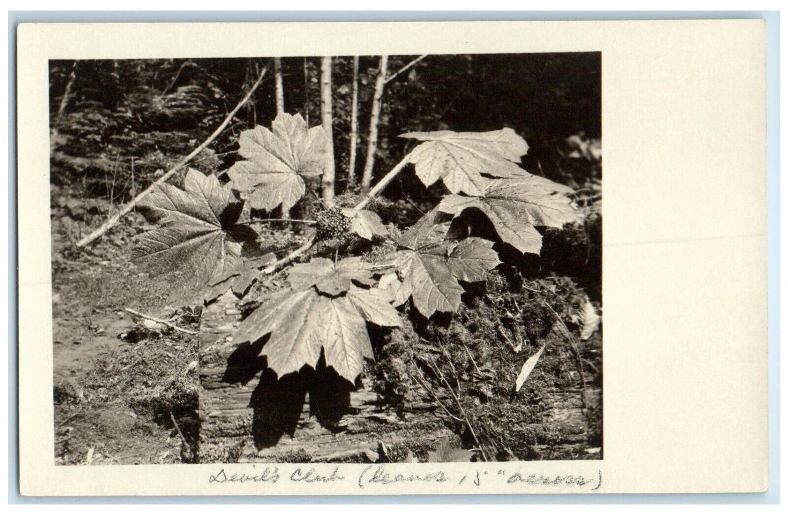 c1910's Devil's Club Leaves Plant Botany RPPC Photo Unposted Antique Postcard