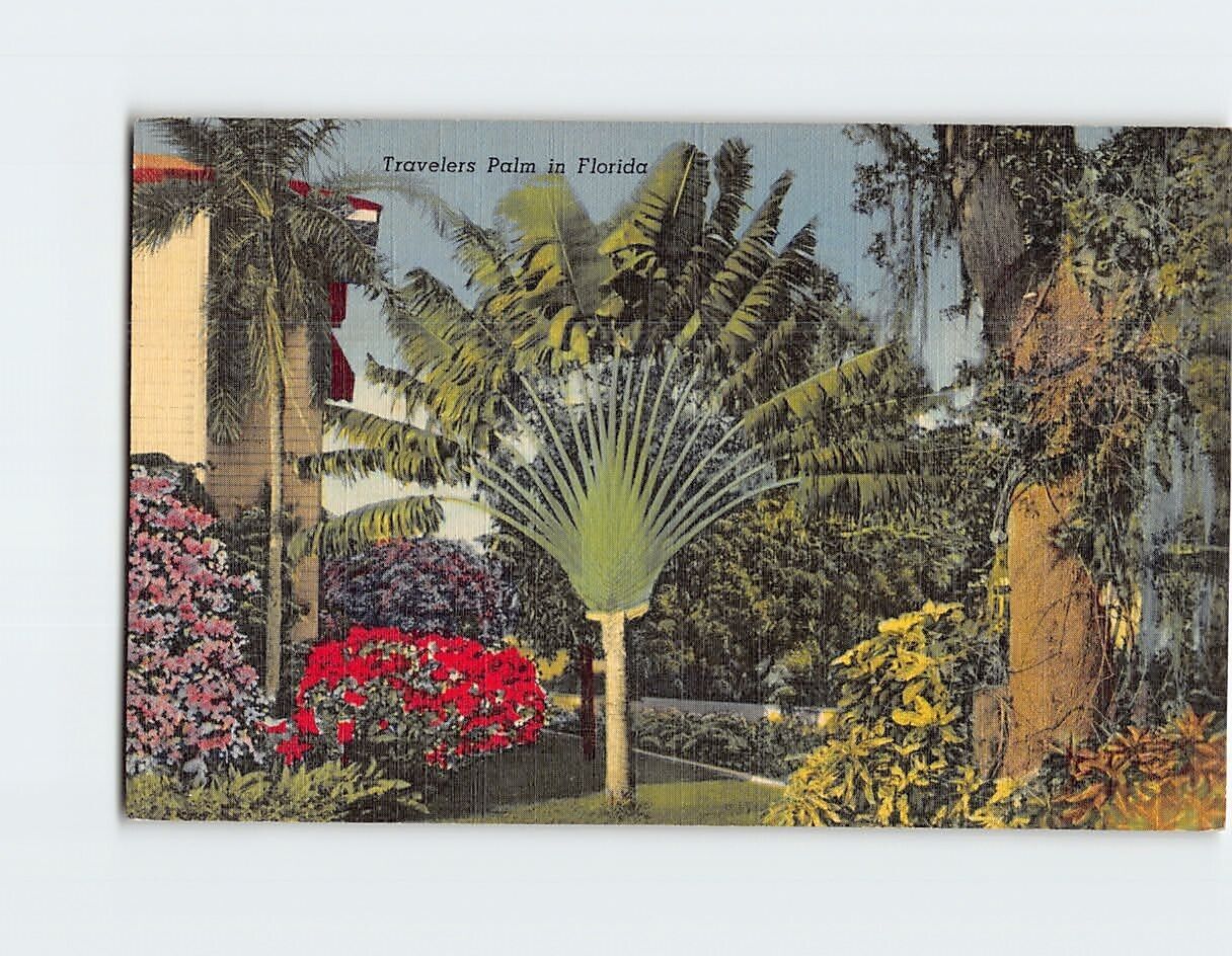 Postcard Travelers Palm in Florida