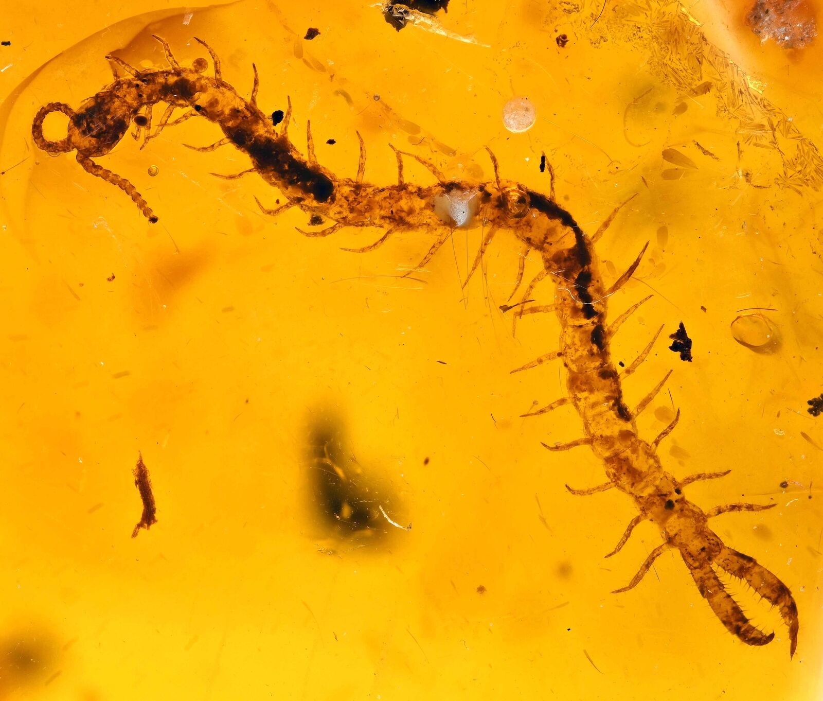 Complete Myriapoda (Centipede), Fossil Inclusion in Dominican Amber
