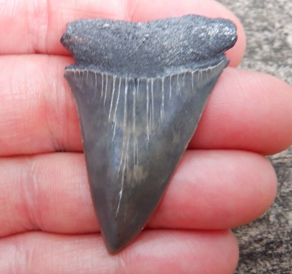 Wicked EXTINCT GREAT WHITE Hastalis Mako Fossil Shark Tooth SC No Repair m78