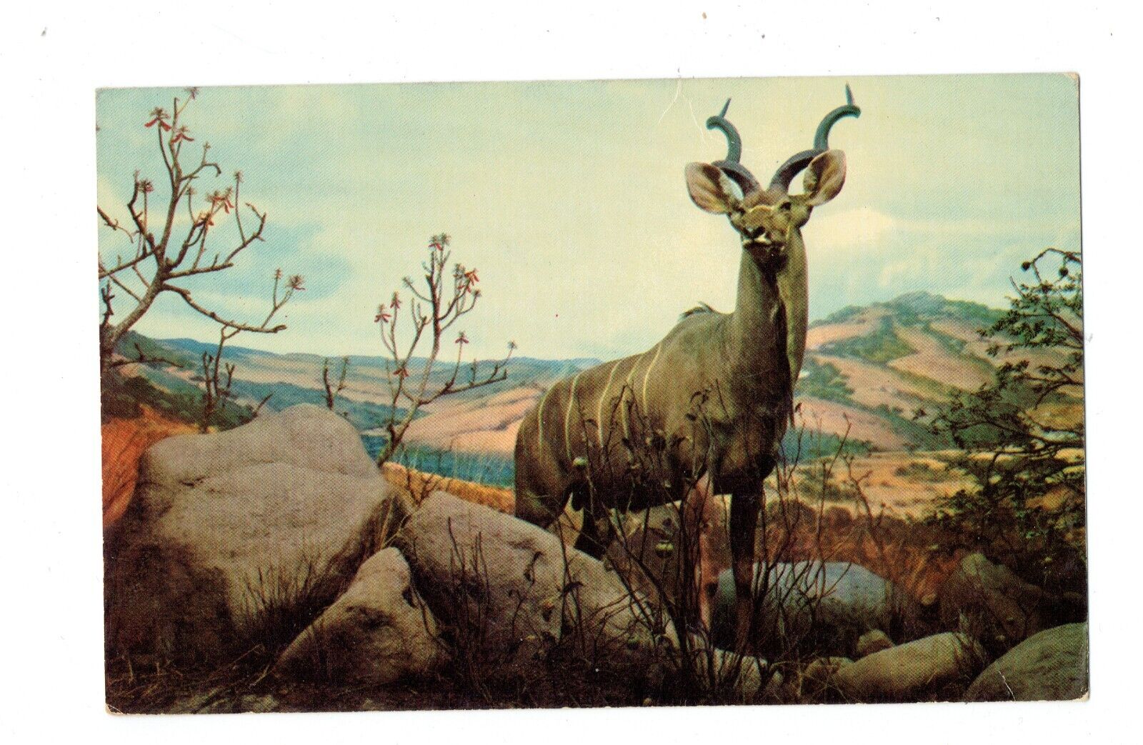 Postcard Vin (1) Greater Kudu Graceful Large Antelopes CAS-10 UP   (#906)