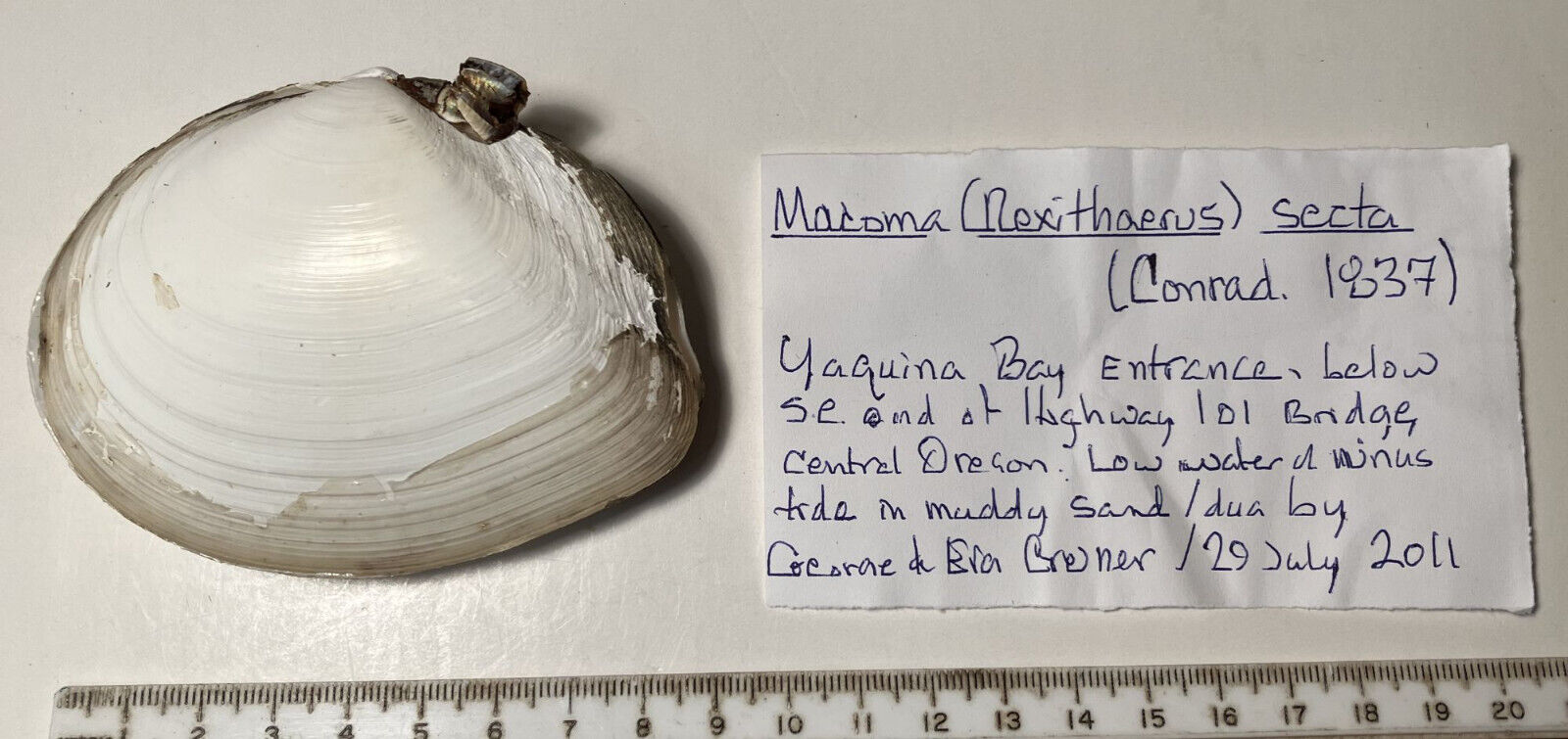 Macoma Secta. Collected in Oregon. Great Shape. 88mm