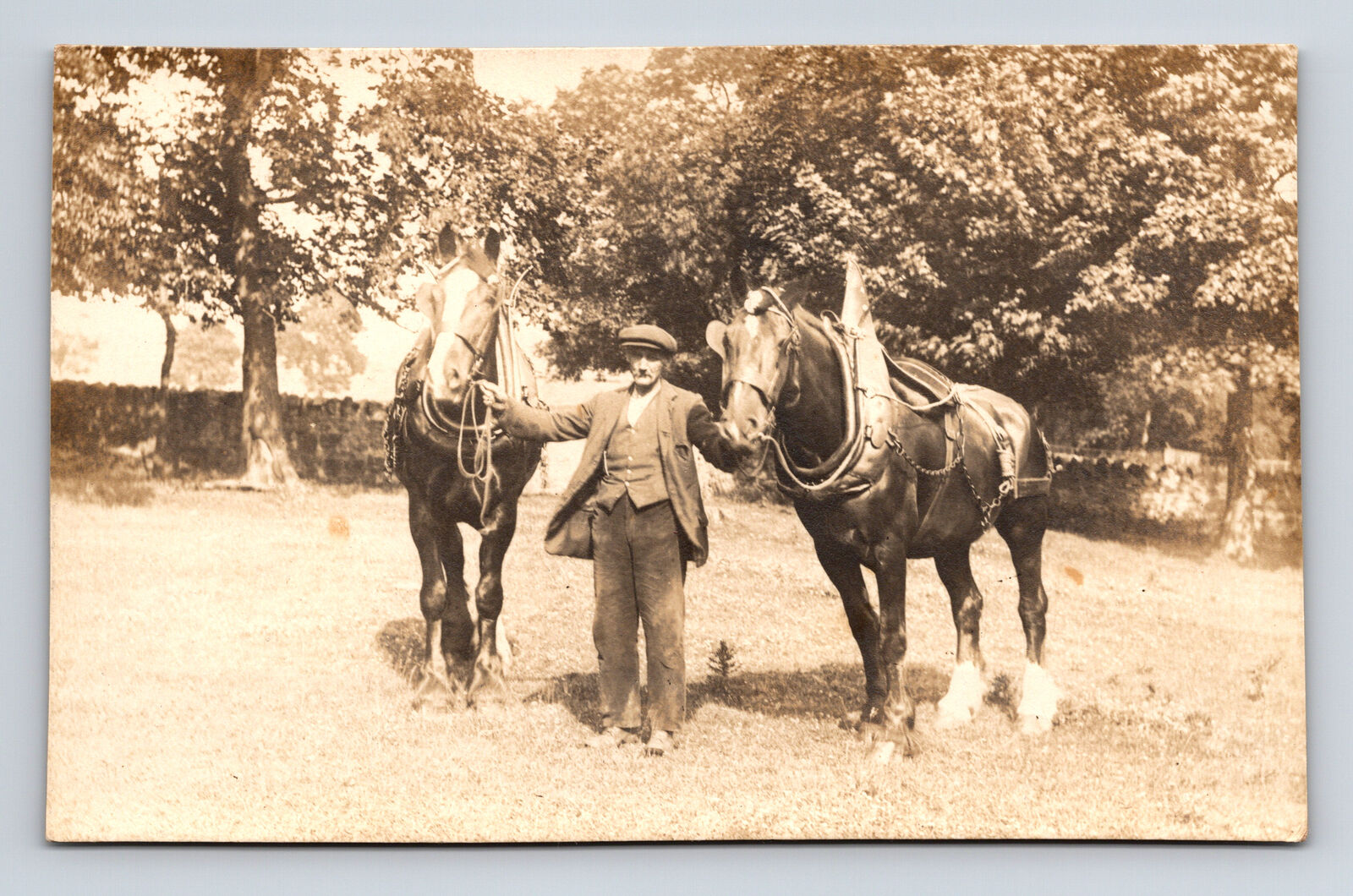 RPPC Man Stands with Two Large Horses Rigged Real Photo Postcard