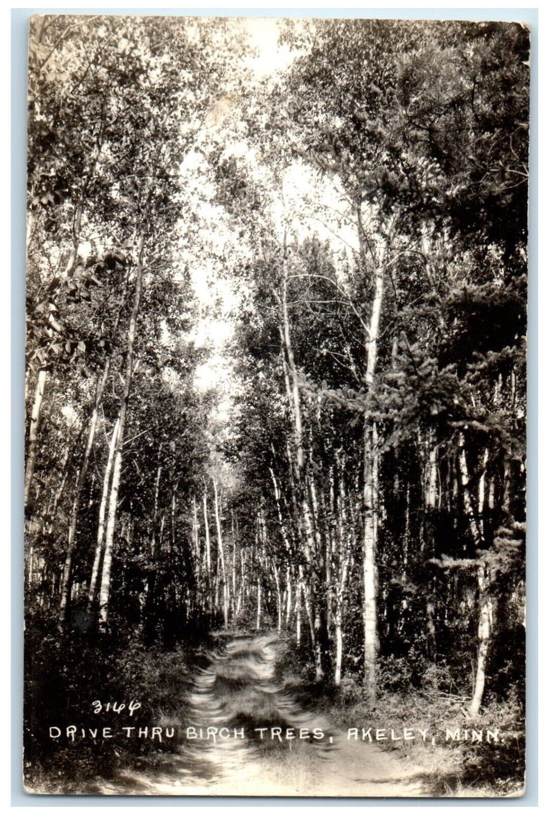 c1940\'s Drive Thru Birch Trees Akeley Minnesota MN RPPC Photo Vintage Postcard