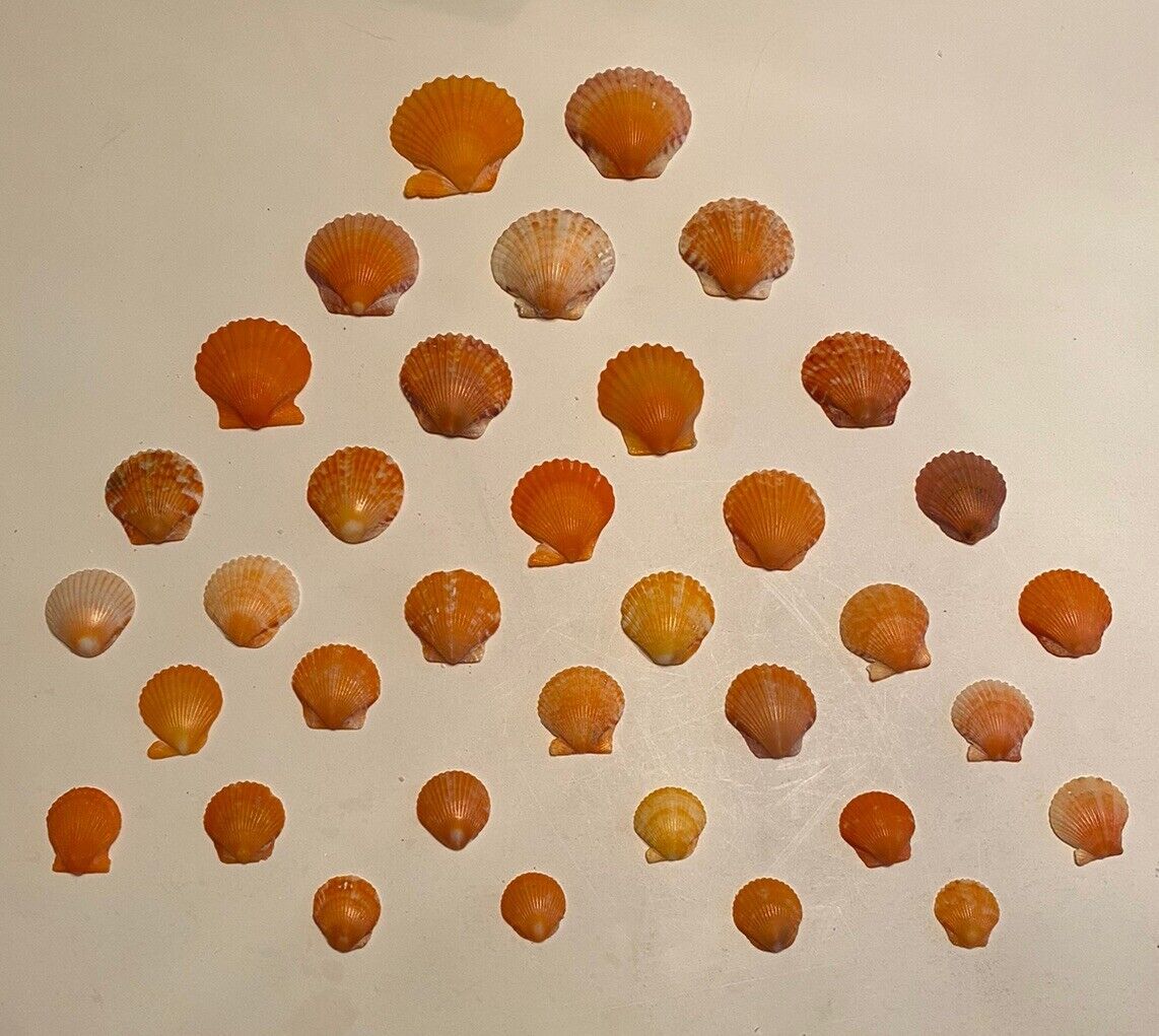 35 Beautiful Orange Scallop Shells From SW Florida