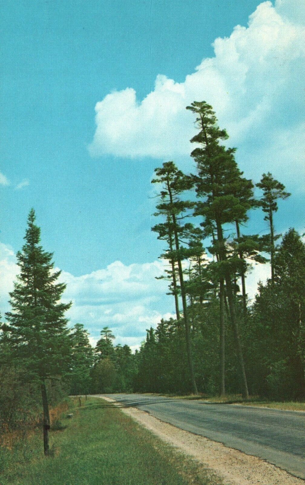 Hartwick Pines State Park M-93 Virgin White Pines Trees Road Vintage Postcard