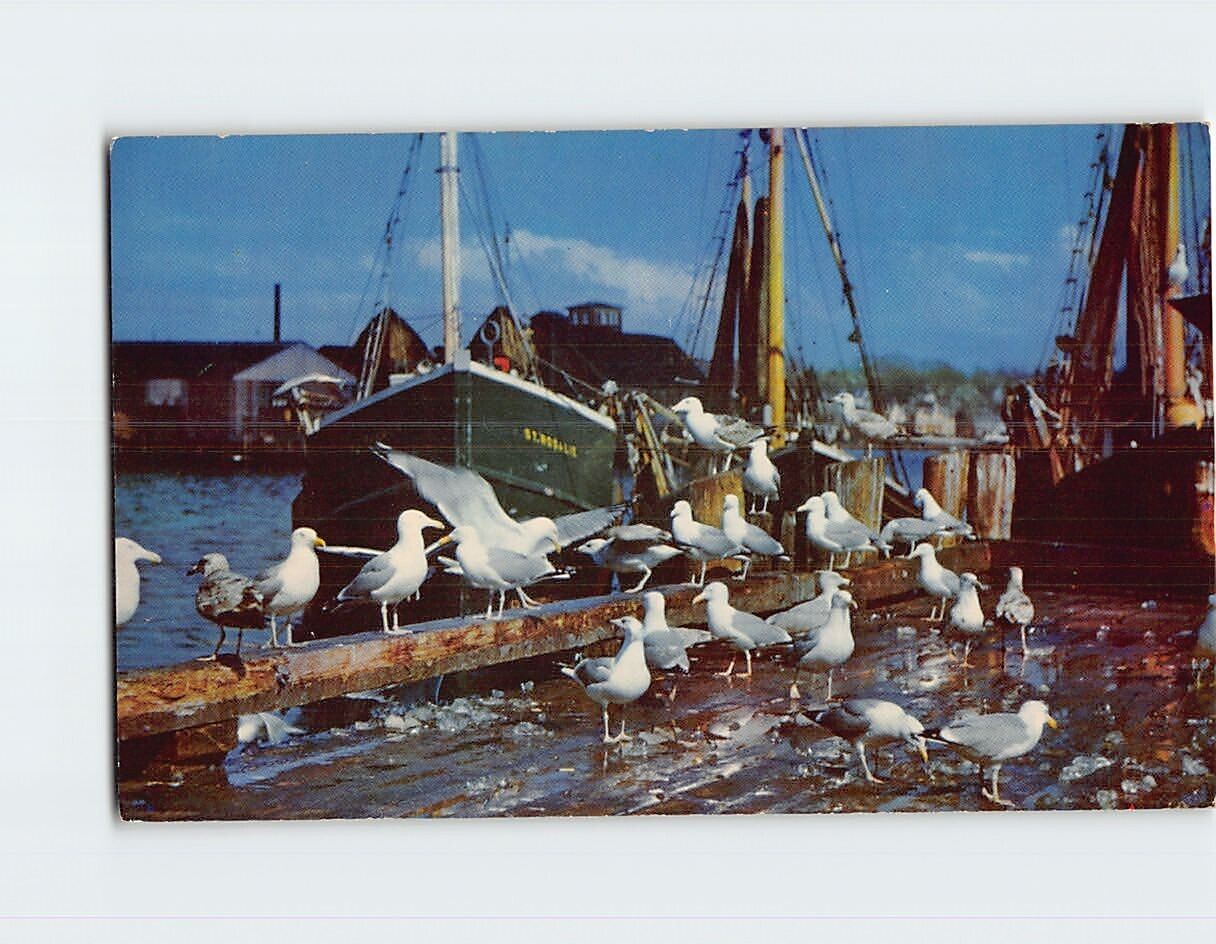 Postcard Feast of the Gulls