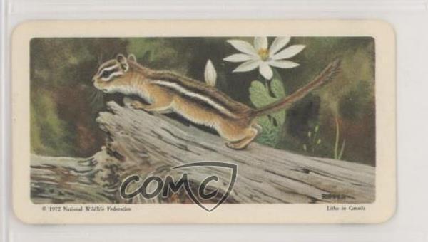 1967 Brooke Bond Red Rose Animals and Their Young Tea Eastern Chipmunk #17 09o4