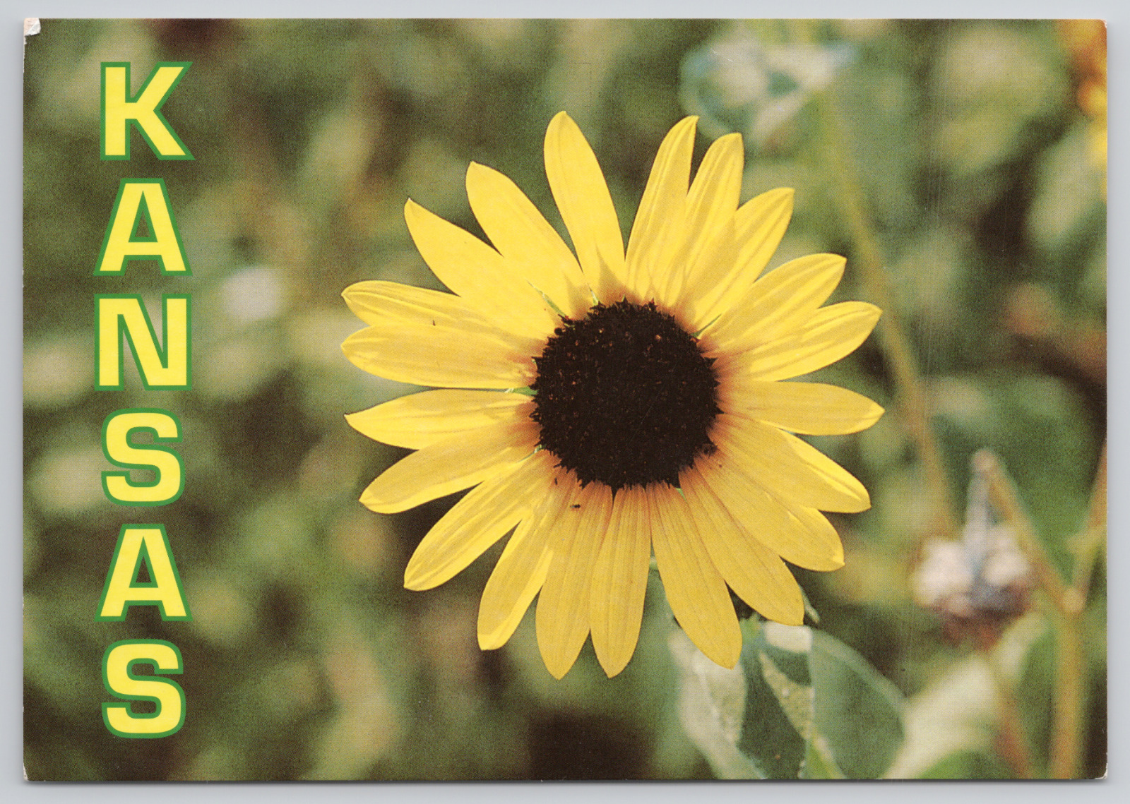 Kansas Greetings Native Sunflower Continental Chrome Vintage Postcard