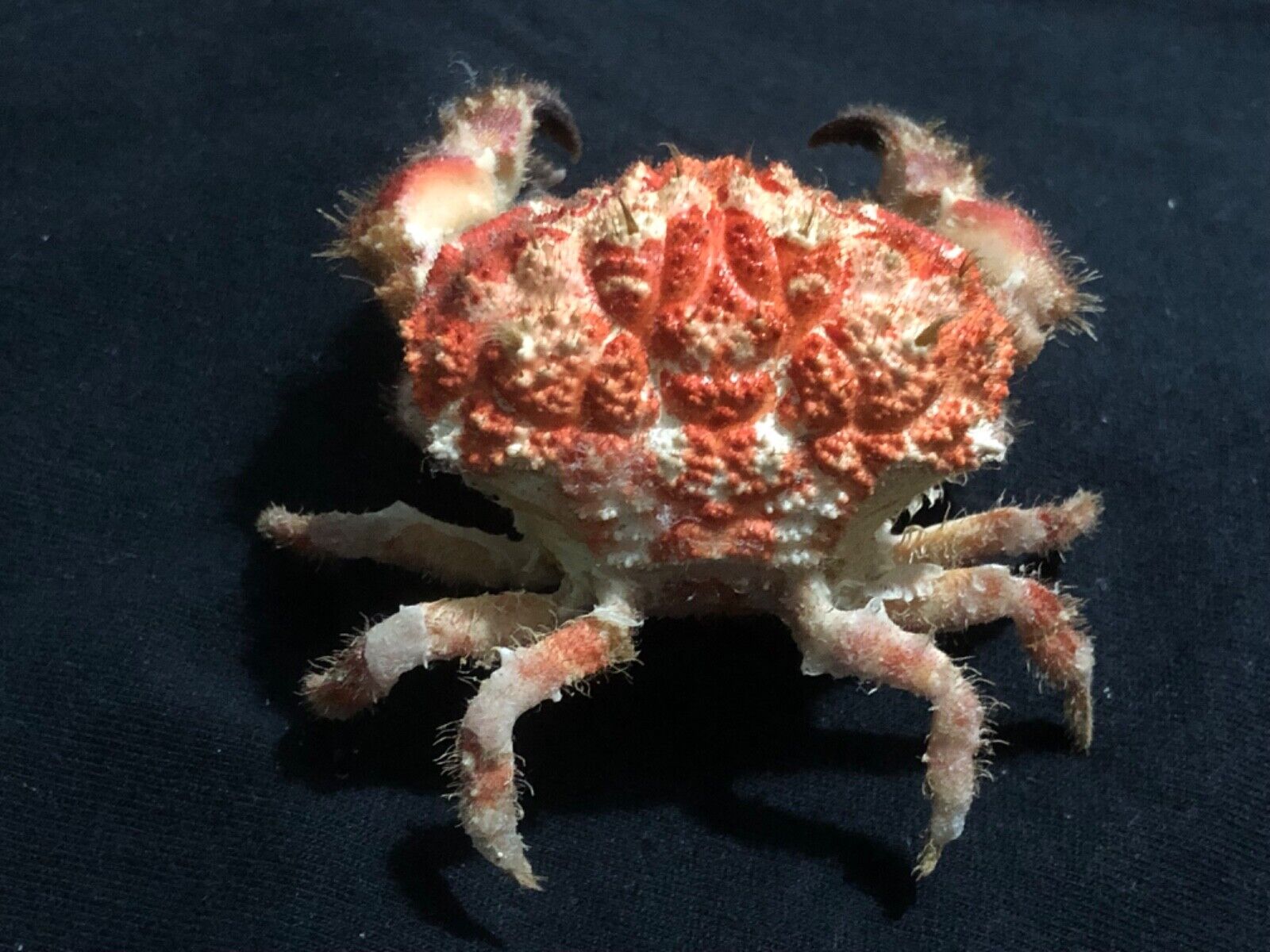 Marine life crab taxidermy 76 m.m.