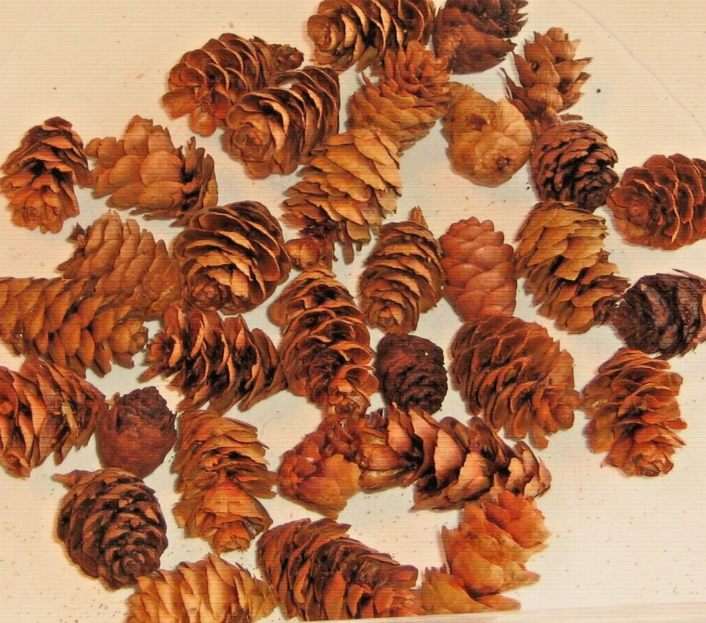 Pine Cones For Micro Ornaments, Christmas Decorations, Tree Cones Approx. 30pcs