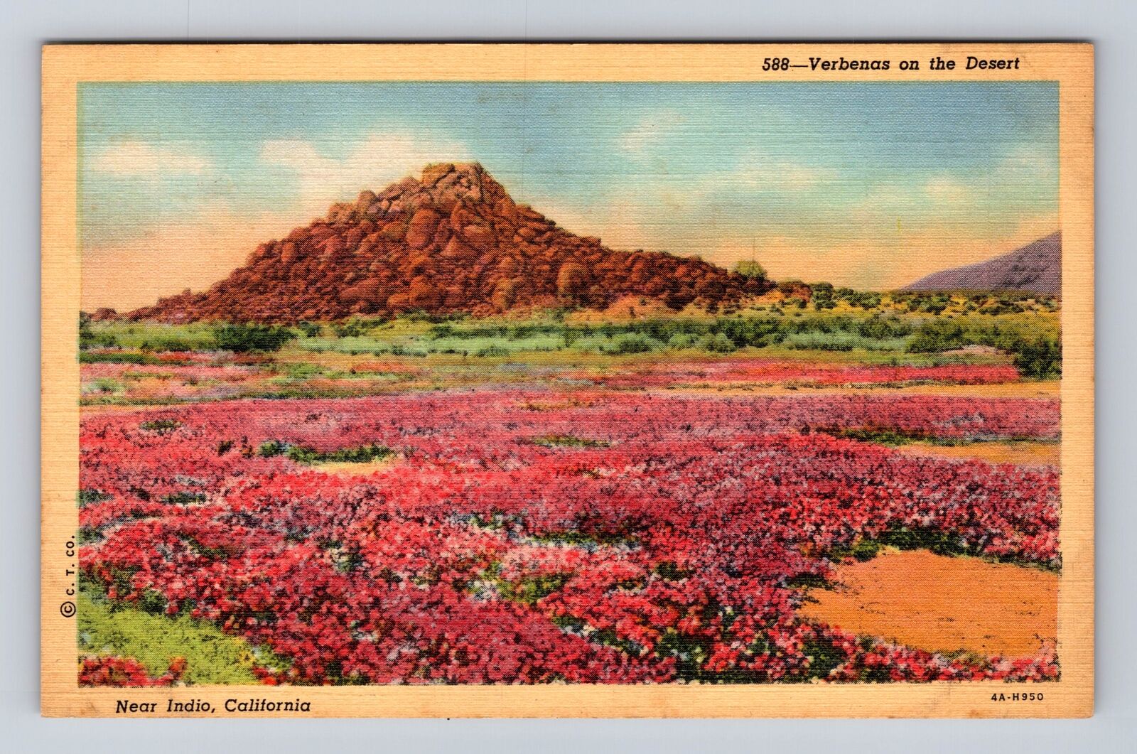 Indio CA-California, Verbenas on the Desert, Antique Vintage Souvenir Postcard