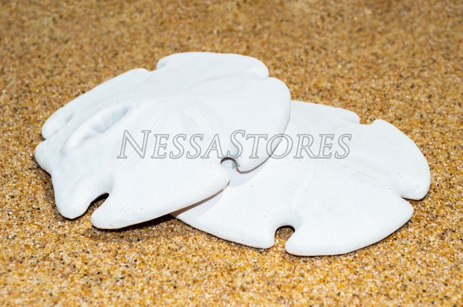 White Real Arrowhead Sand Dollar Sea Shell Craft Weddings 3\