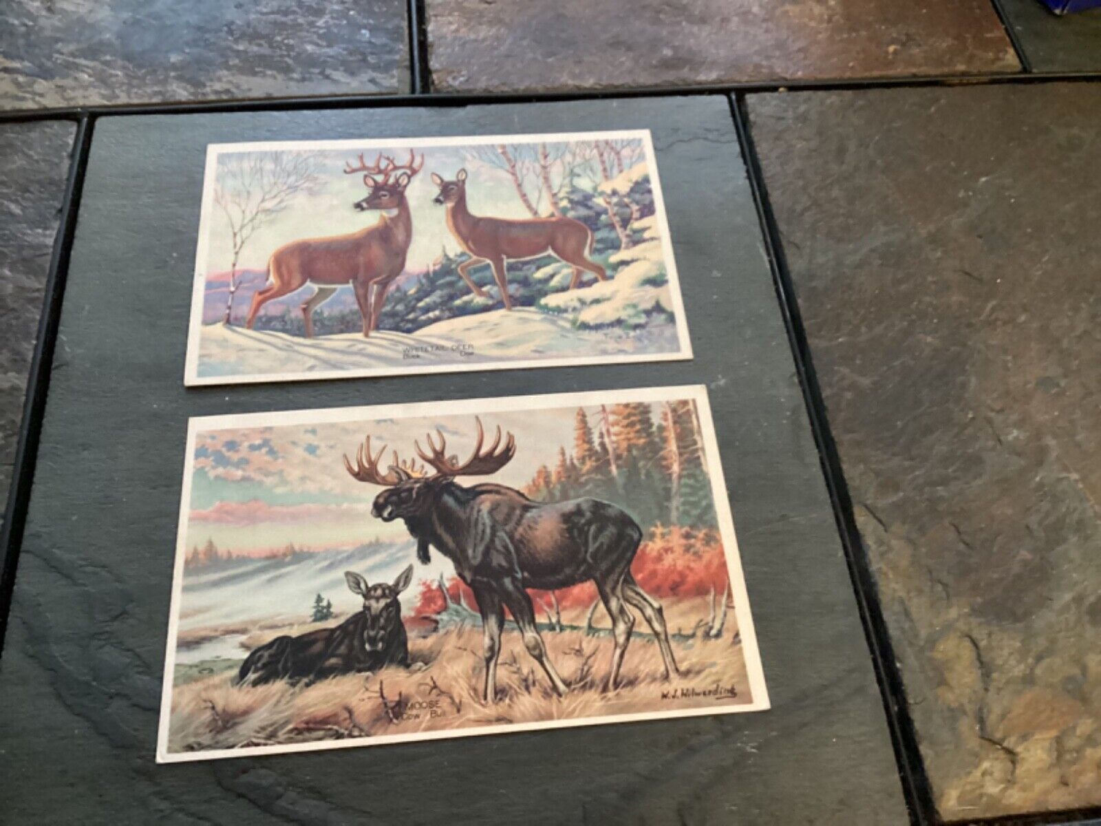 Two 1939 National Wildlife Publishing Postcards, Moose and Whitetail Deer