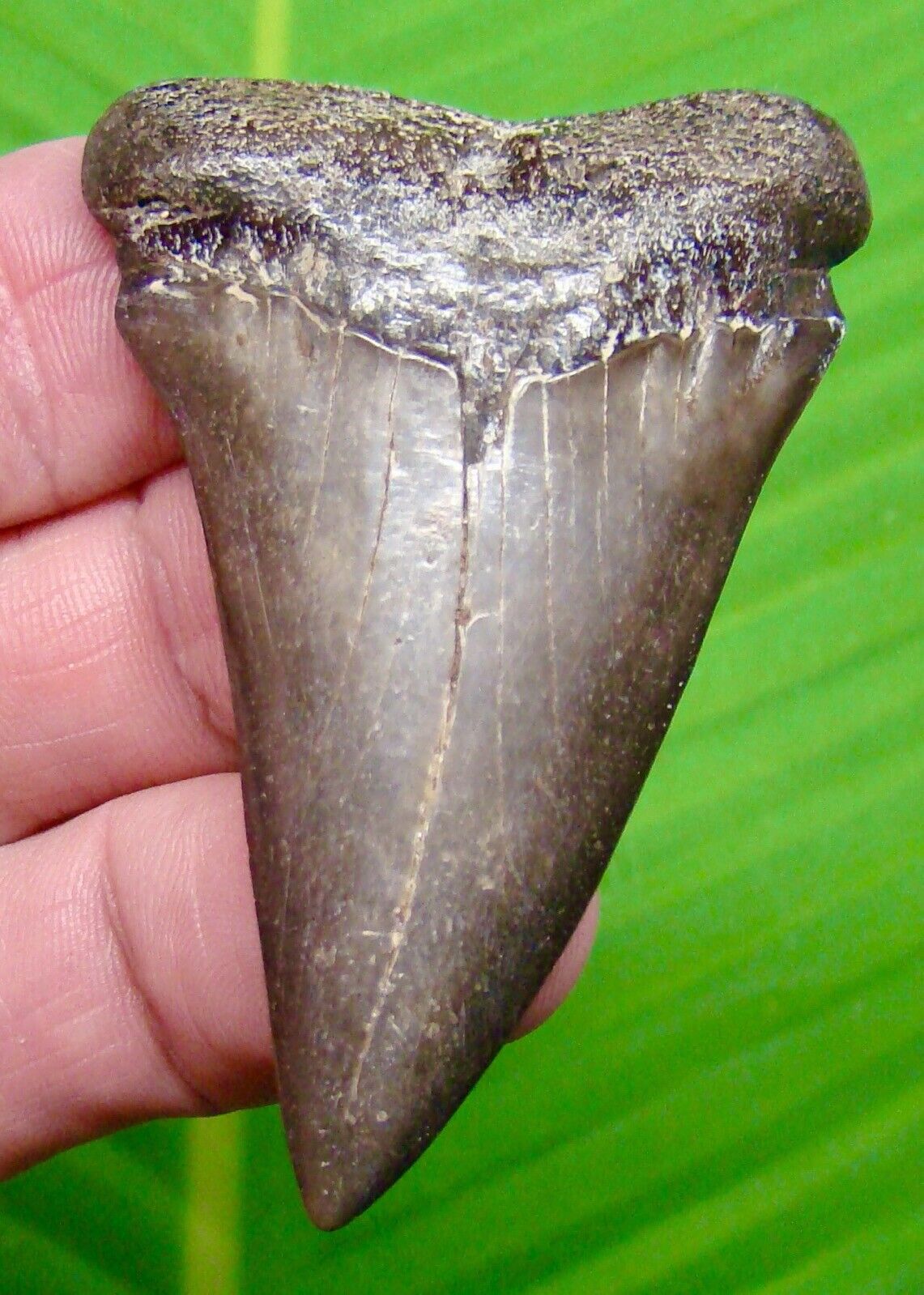 MAKO SHARK TOOTH - 2 & 5/8 in.  - GREAT WHITE Lineage.