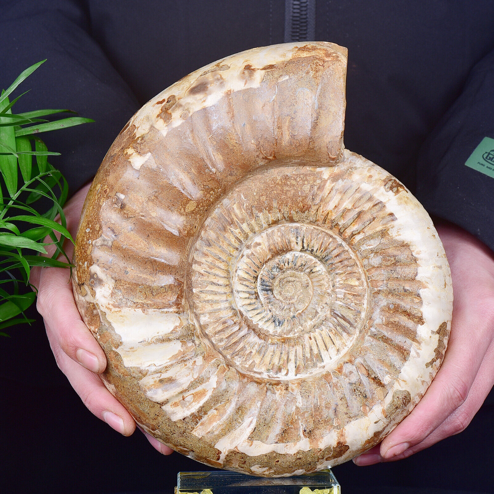 7.01LB Natural Ammonite Fossil Conch Quartz Crystal Specimen