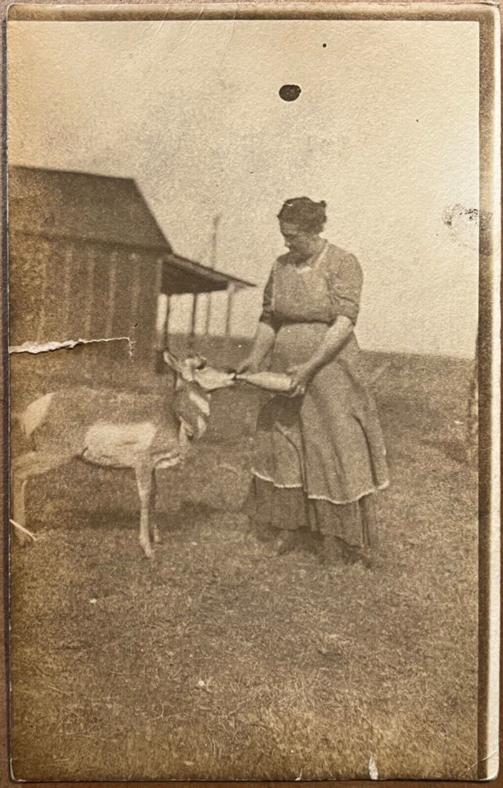 Lead South Dakota Farmer Woman Bottle Feeding Antelope Vintage Postcard c1910