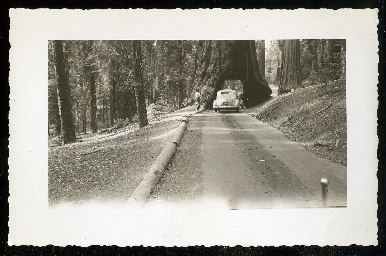 Vintage Photo CALIFORNIA REDWOOD DRIVE THROUGH TREE WAWONA TREE? 1940