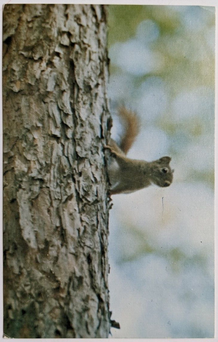 Red Squirrel Vintage Postcard Northprint Grand Rapids Michigan Unposted