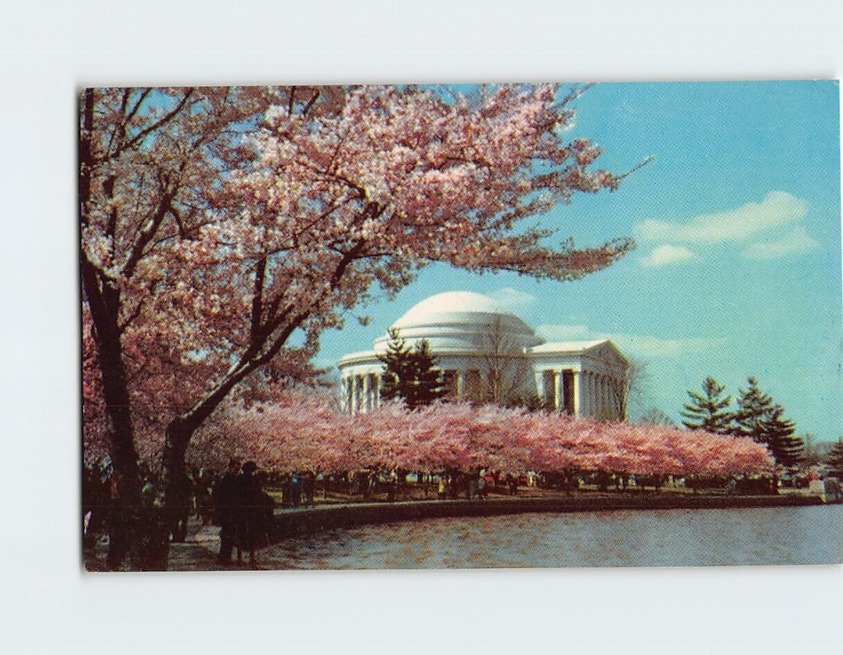 Postcard Blooming Cherry Trees in Jefferson Memorial Washington DC USA