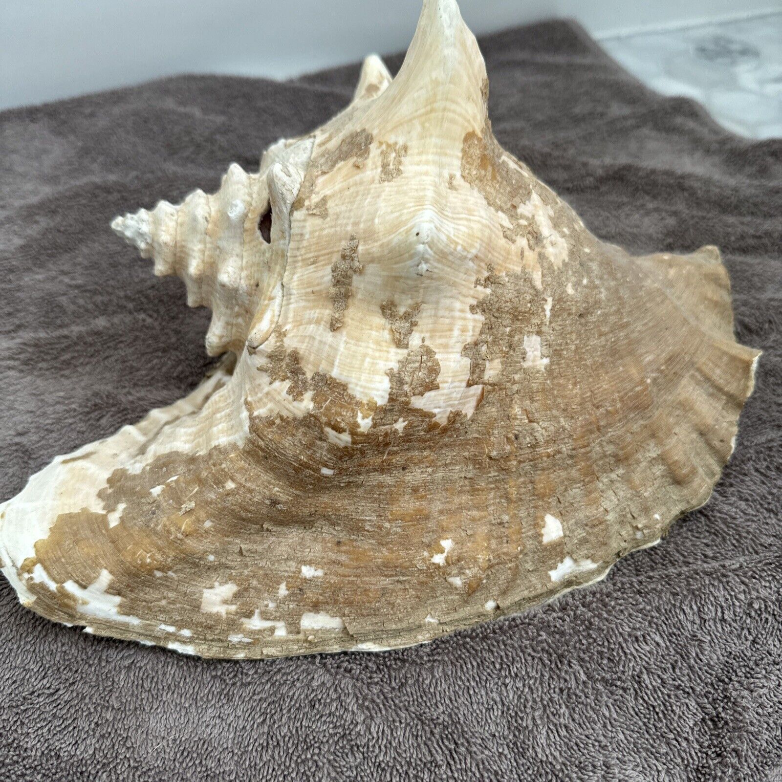 Gorgeous Large Conch Shell - Natural Beauty