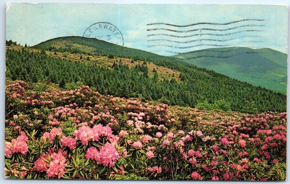 Postcard - Roan Mountain Rhododendron