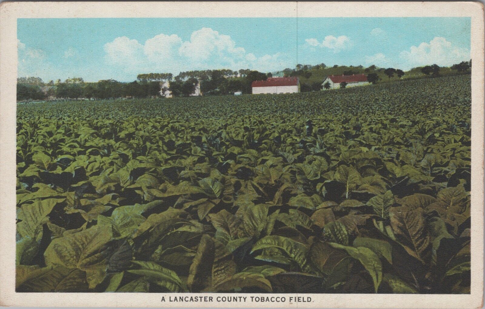 c1920s Postcard Lancaster County Tobacco Field Pennsylvania UNP 5263.4