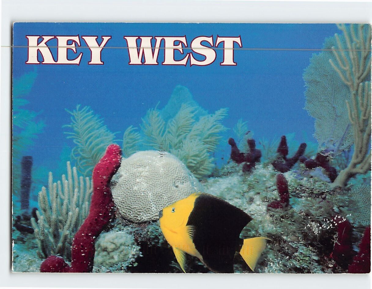 Postcard A Rock Beauty swimming on the reef Key West Florida USA