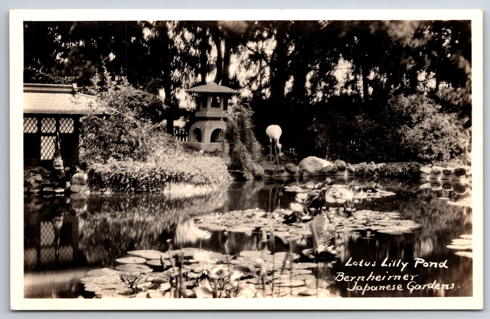 RPPC~California~Lotus Pond @ Bernheimer Japanese Gardens~Real Photo Postcard