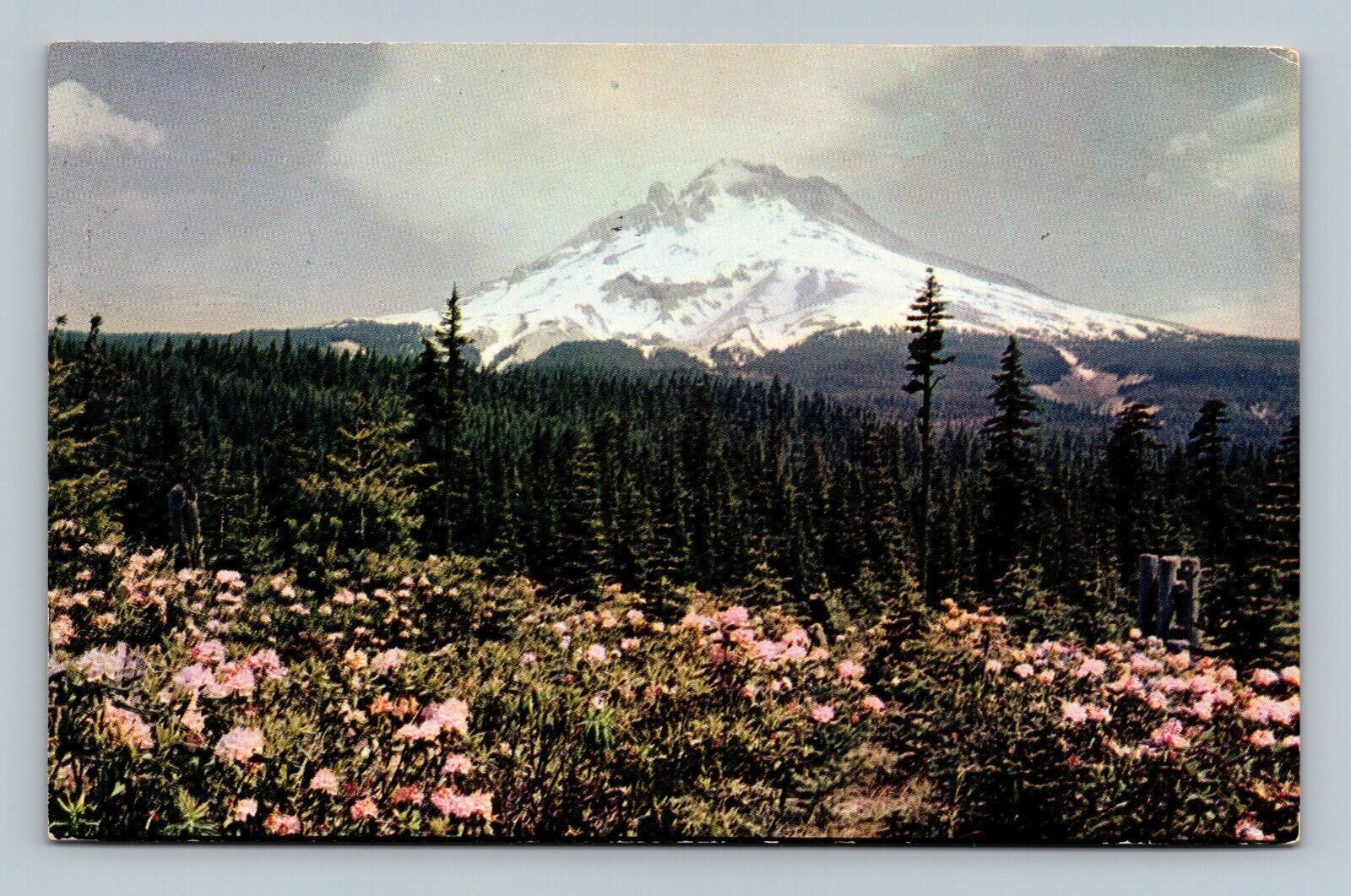 Mt Hood OR Rhododendron Time Postcard 