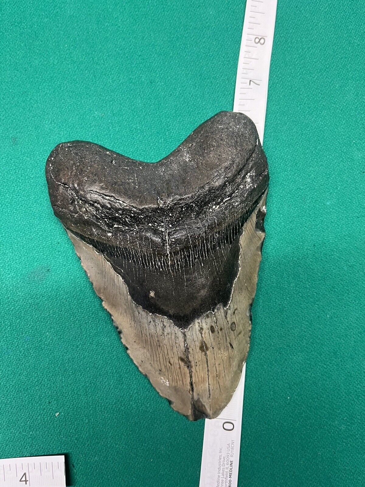 megalodon tooth 6-7 inches