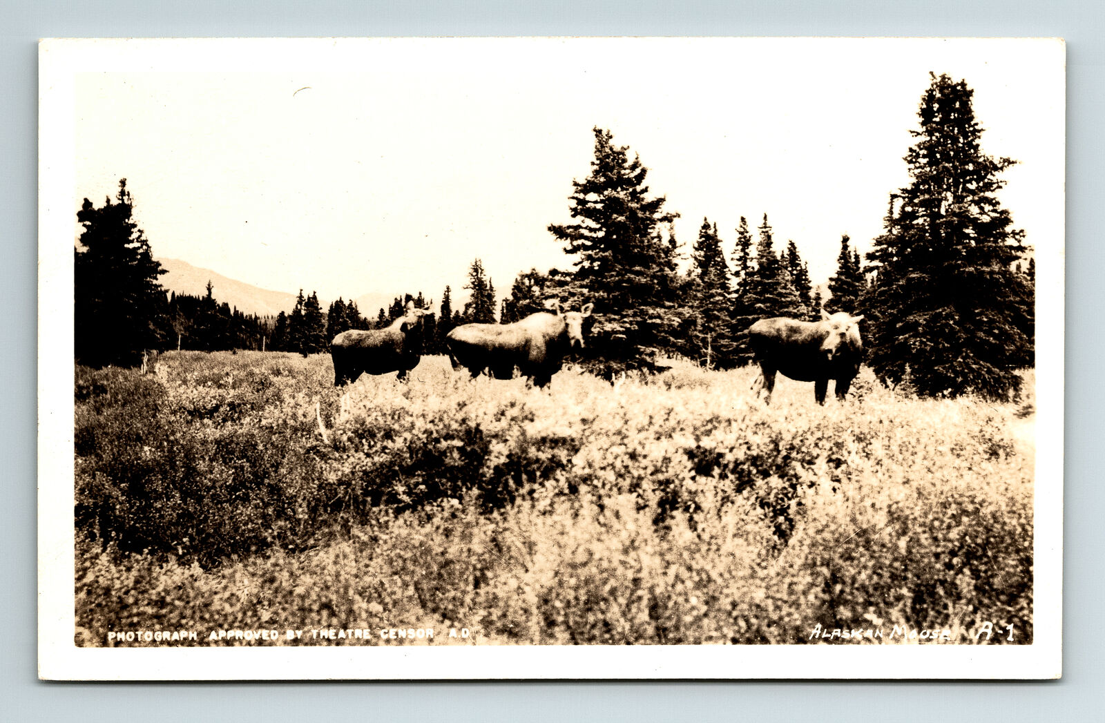 RPPC Postcard AK Alaska Alaskan Moose Nature Photography Theatre Censor ADC