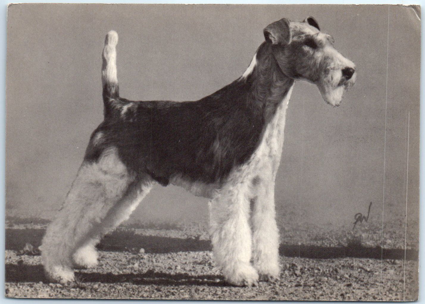 Postcard - Rough-haired Fox Terrier