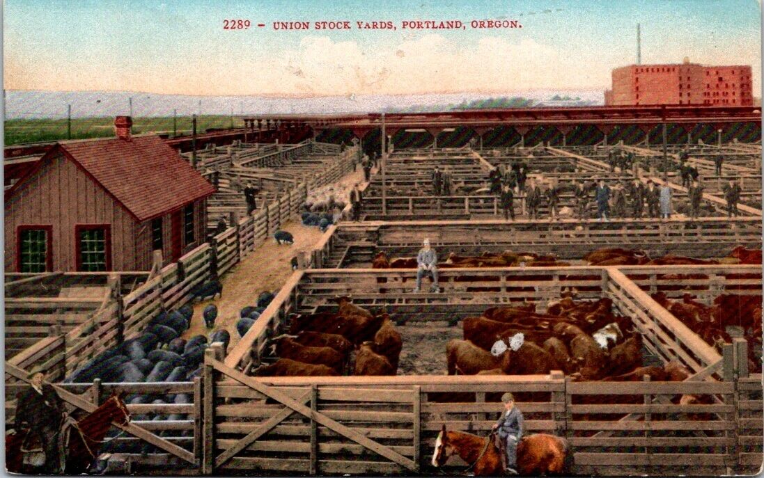 Portland OR Union Stock Yards Horse Rider Fence Sitter Mitchell Pub postcard P30